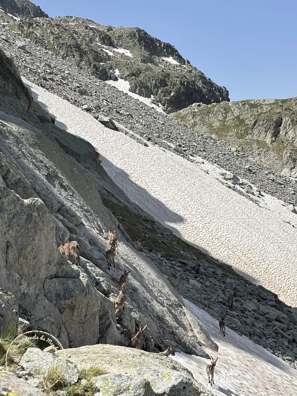 Troupeau de bouquetins dans les rochers et les névés, dans les Pyrénées