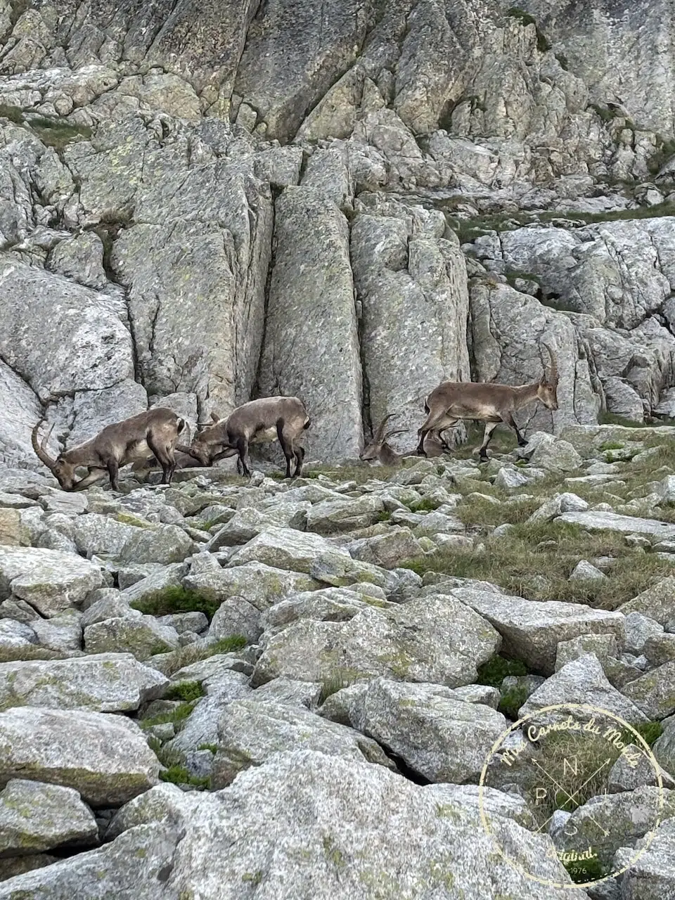 4 bouquetins dans les rochers, entrain de manger de l'herbe fraiche dans les Pyrénées