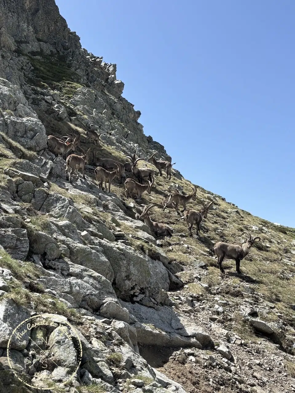 Troupeau de bouquetins sur un versant de montagne dans les Pyrénées
