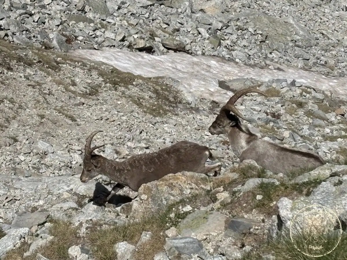 Bouquetins dans les rochers dans les Pyrénées