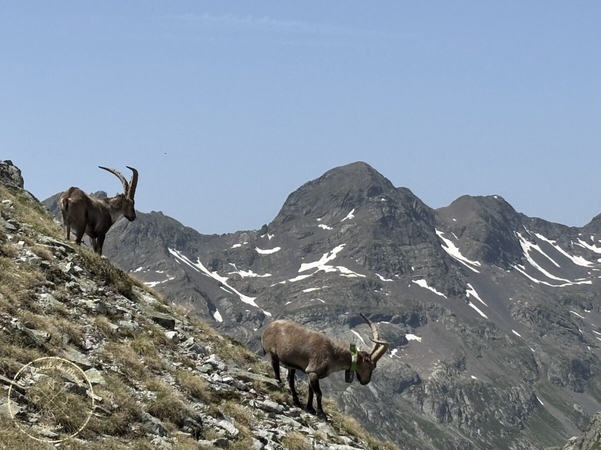 Randonnée Pyrénées, Sublime Randonnée de 5 jours entre la France, l’Espagne et le Vignemale : les Pyrénées Grandeur Nature !, Mes Carnets du Monde