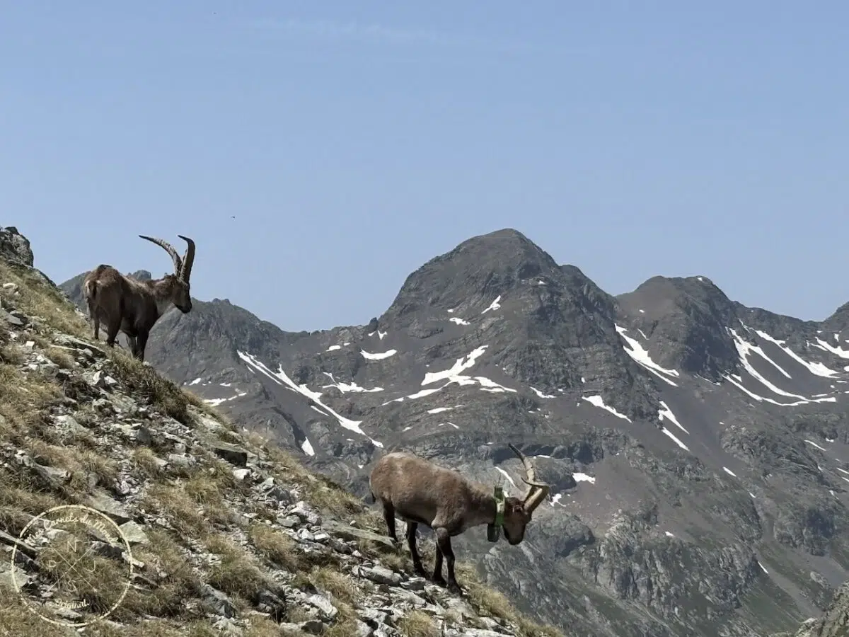 Bouquetins sur les montagnes dans les Pyrénées et sommets des montagnes avec des névés